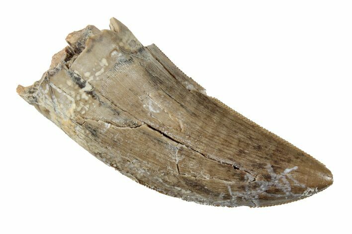 Serrated Tyrannosaur Tooth - Judith River Formation #260286
